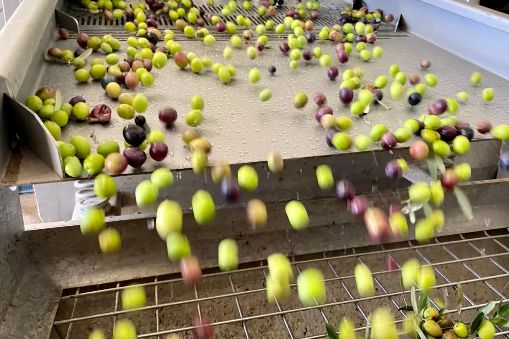 zeytinyagi-uretimi-nasil-yapilir